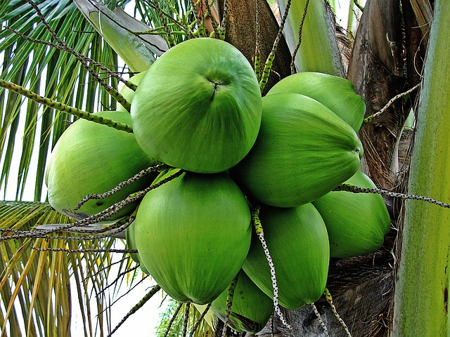 zelené kokosové ořechy.jpg